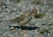 Meadow Pipit