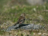 Twite