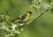 Siskin