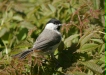 Marsh Tit