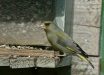 Greenfinch