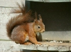 Red Squirrel