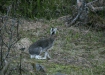 Mountain Hare