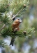 Parrot Crossbill