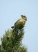 Parrot Crossbill