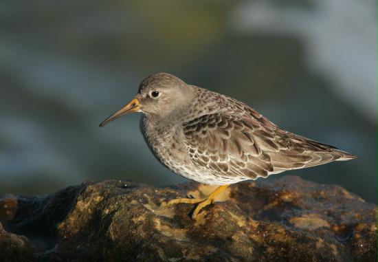 Purple Sandpiper