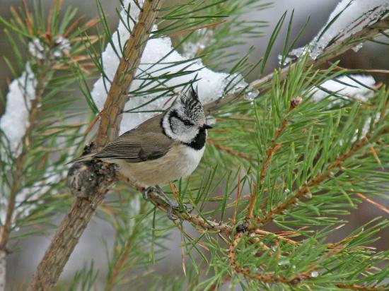 Crested Tit