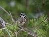 Crested Tit