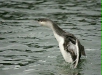 Red-throated Diver
