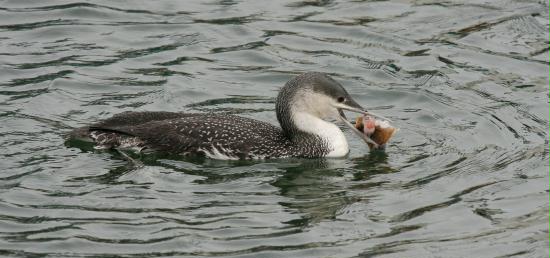 Red-throated Diver