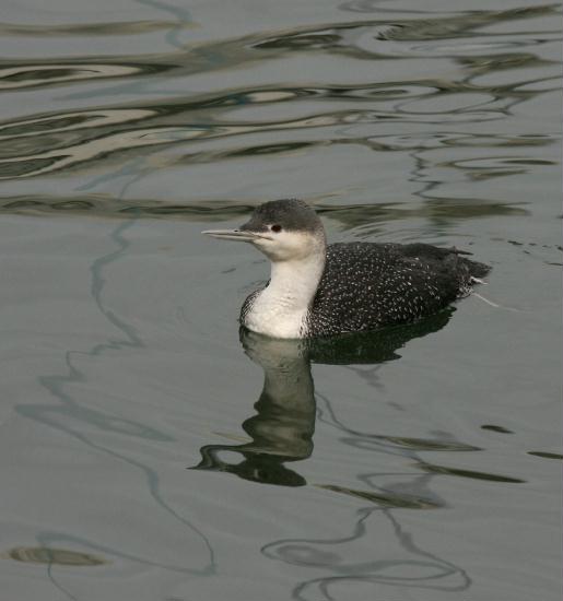 Red-throated Diver