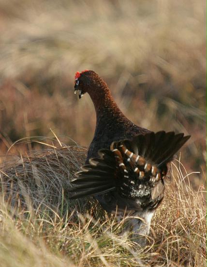 Red Grouse