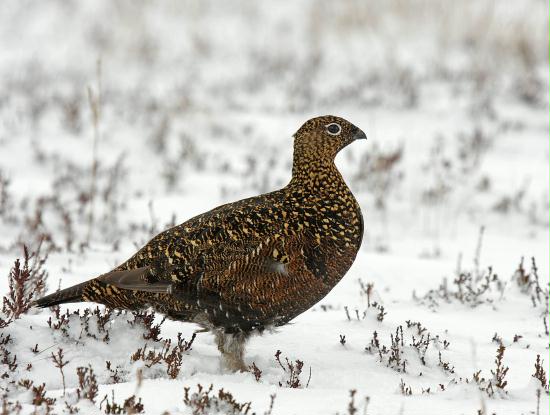 Red Grouse