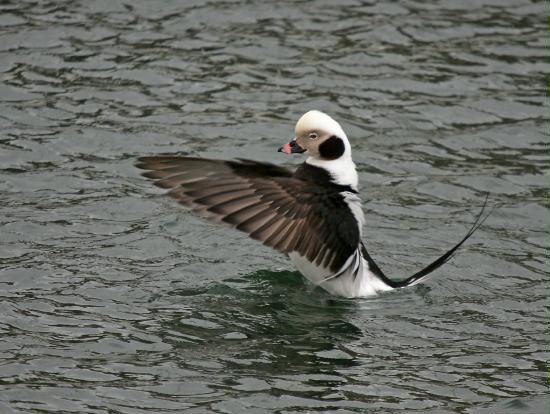 Long-tailed Duck