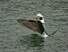 Long-tailed Duck