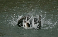 Long-tailed Duck