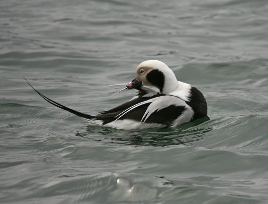 Long-tailed Duck