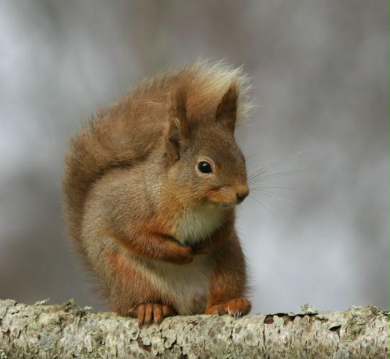 Red Squirrel