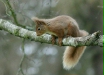 Red Squirrel
