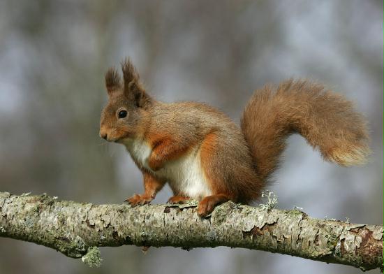 Red Squirrel