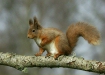 Red Squirrel