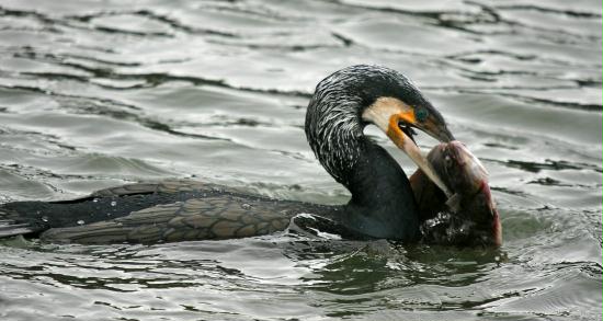 Great Cormorant