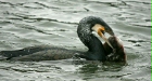 Great Cormorant