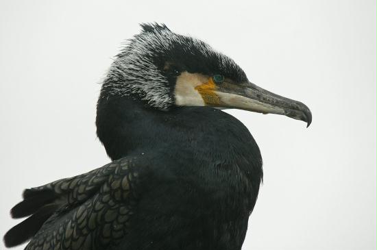 Great Cormorant