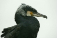 Great Cormorant