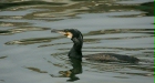Great Cormorant