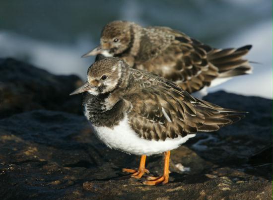 Turnstone
