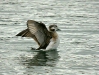Long-tailed Duck