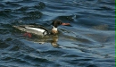 Red-breasted Merganser