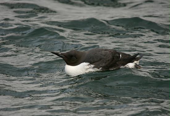 Guillemot