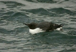 Guillemot