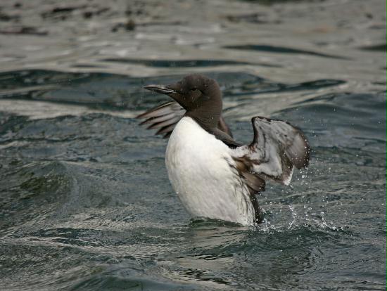 Guillemot