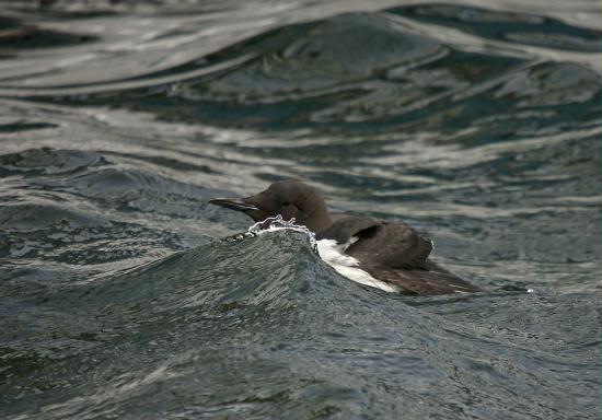 Guillemot