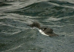 Guillemot