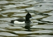 Tufted Duck