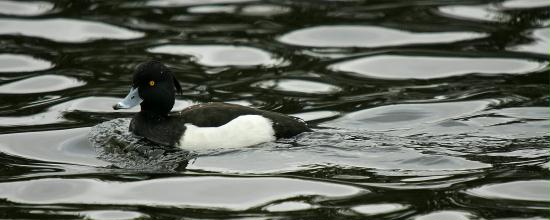 Tufted Duck