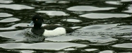 Tufted Duck