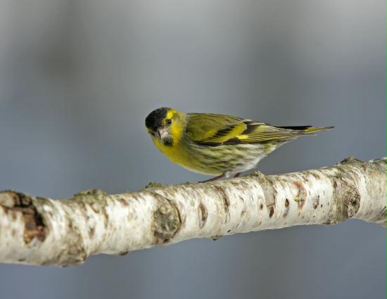 Siskin