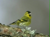 Siskin