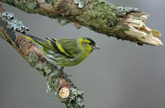Siskin
