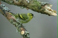 Siskin