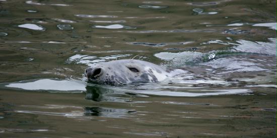 Grey Seal