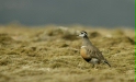 Dotterel <i>Charadrius morinellus</i>