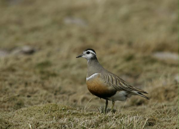 Dotterel <i>Charadrius morinellus</i>