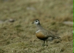 Dotterel <i>Charadrius morinellus</i>