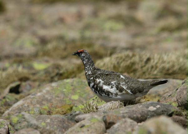 Ptarmigan <i>Lagopus mutus</i>
